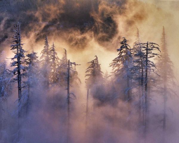 Oregon, Mt Hood NF Evergreens in fog